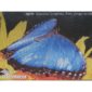 Folia adeziva economica ORAJET 3676E